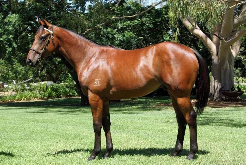 Epaulette x Hewayaat