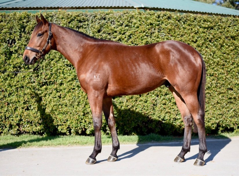 Epaulette x Hewayaat 27.07.18