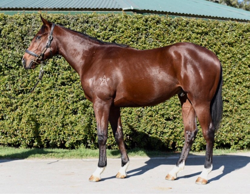 Sepoy x Dreamworker 27.07.18