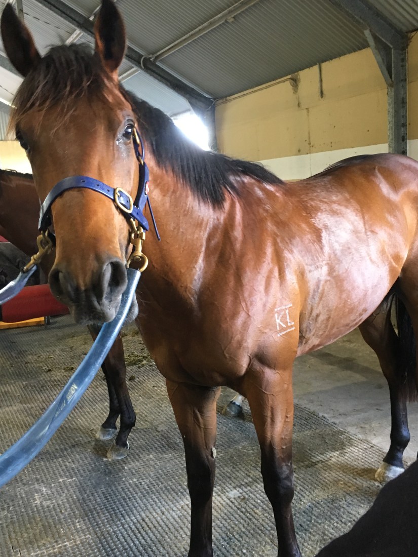 In Training at Aquis Farm