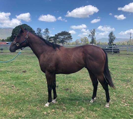 Sepoy x Dreamworker 08.01.19 