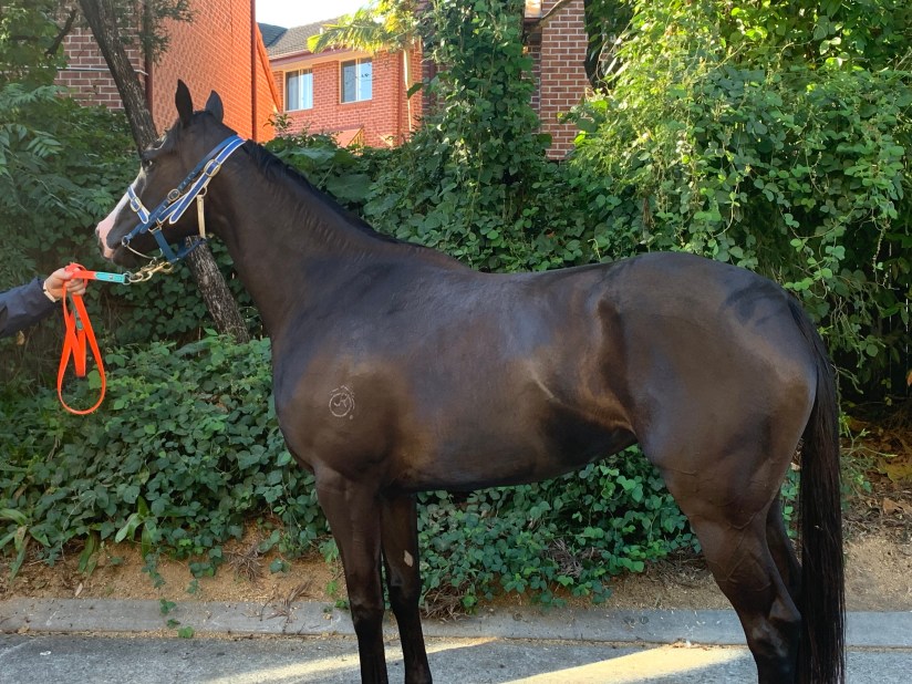 Coolwedge 12.07.19 a