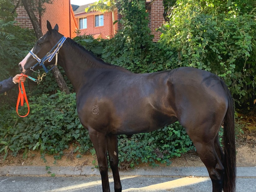 Coolwedge 12.07.19 b