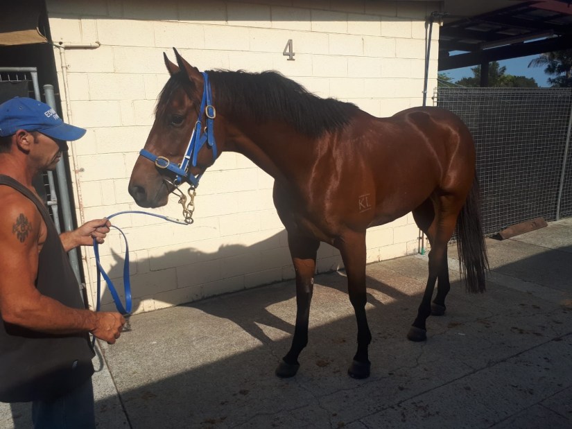 Epplause Back In the Stable